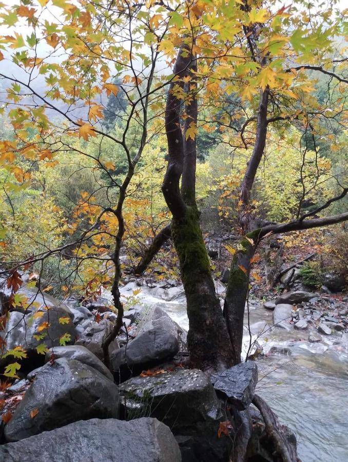 Άγρια Λούλουδα Κατοικία Αρμονία Timfristos Esterno foto